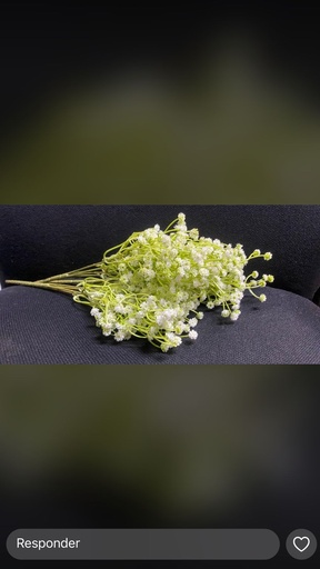 [Y3R54] RAMA FLORES GREEN-PARK